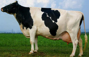 Куплю коров живым весом в Витебской области